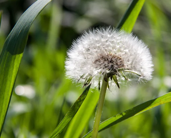 Dandelion macro close-up em um fundo verde — Fotografia de Stock