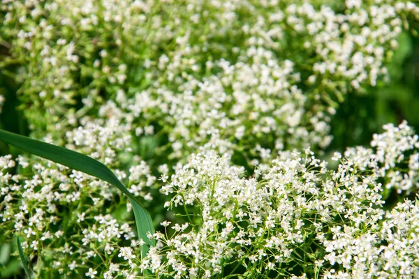Белый дикий цветок в поле крупным планом — стоковое фото