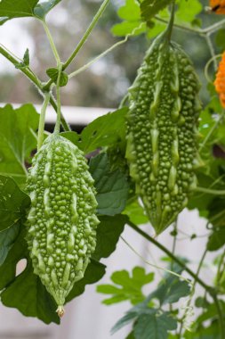 yeşil ve sarı acı kavun veya momordica bir çalı yaprağı ile yakından