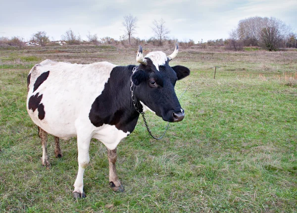緑の草を食べて黒と白の牛 — ストック写真
