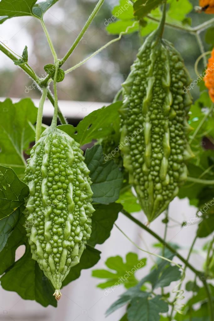melón amargo verde y amarillo o momordica con la hoja en un arbusto de
