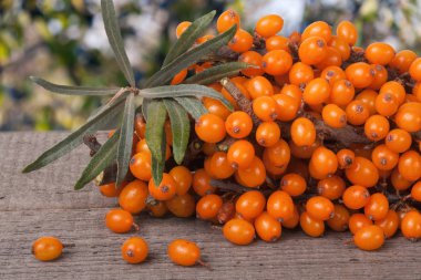 Deniz cehri şube Bahçe arka plan bulanık bir ahşap tablo