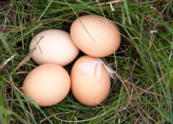 Four chicken eggs lying in a green grass — Stock Photo, Image