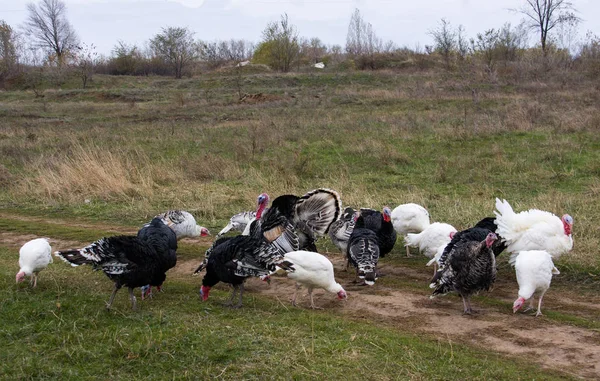 Koppel kalkoenen grazend op het gras — Stockfoto