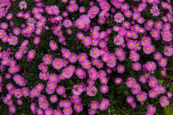 Autumn perennial aster purple on a green background — Stock Photo, Image