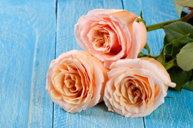 Mavi ahşap arka plan üzerinde üç taze bej gül