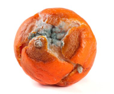 Beyaz arka plan üzerinde izole bir küflü mandalina