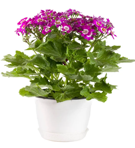 Cineraria fleurs dans un pot isolé sur fond blanc — Photo