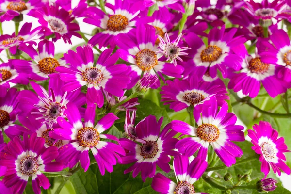 Rosa Blüten cineraria aus nächster Nähe als Hintergrund — Stockfoto