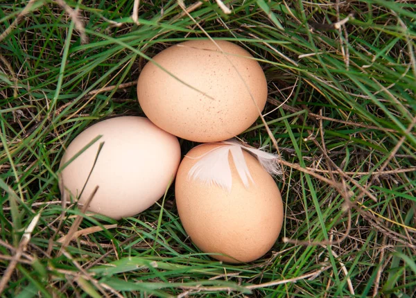 Trois œufs de poulet couchés dans une herbe verte — Photo