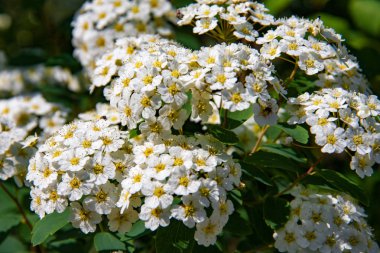 beyaz kır çiçeği alanında yakın çekim