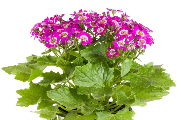 Fleurs de cineraria isolées sur fond blanc — Photo