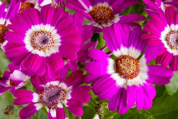 Arka plan olarak pembe çiçekler cineraria yakın çekim — Stok fotoğraf