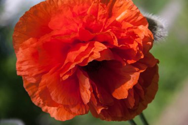 Arka plan olarak bir haşhaş çiçek yakın çekim makro