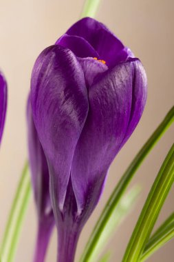 Yeşil arka planlı portre üzerinde bitkisi çiçeği