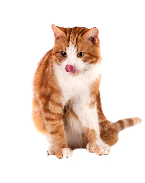 Gato rojo sentado y lamiendo aislado sobre fondo blanco — Foto de Stock