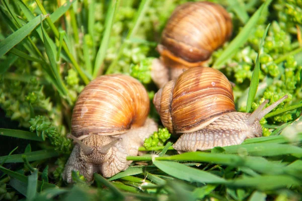 three snails are crawling in the green grass