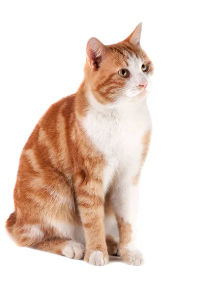 Gato rojo sentado y esperando aislado sobre fondo blanco — Foto de Stock