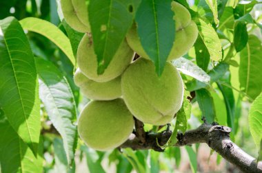 Yakın çekim dal olgunlaşmamış şeftali