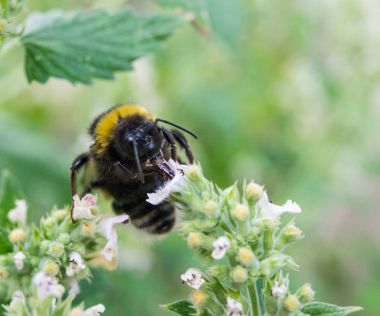 bir çiçek bahçesinde Bumble bee