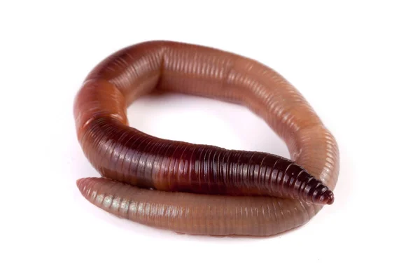 Один черв'як ізольований на білому тлі — стокове фото