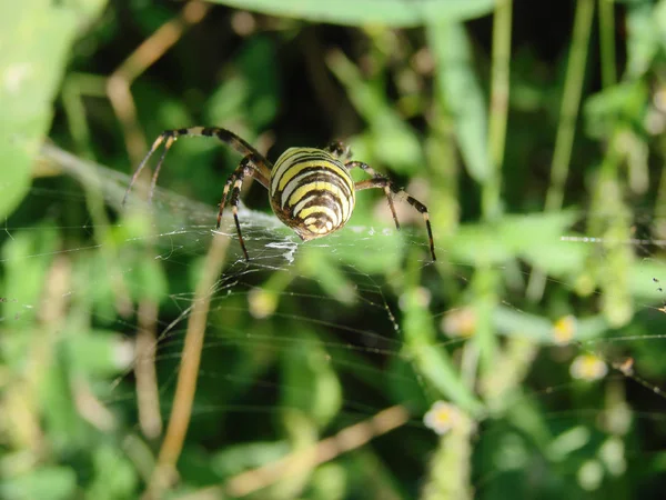 Aranha vespa sentado em um fundo verde web — Fotografia de Stock