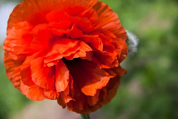 Uma flor de papoula close-up macro como fundo — Fotografia de Stock