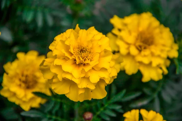 Flor amarela calêndula florescendo bonita no jardim. Tagetes erecta, Calêndula mexicana, Calêndula asteca, Calêndula africana — Fotografia de Stock