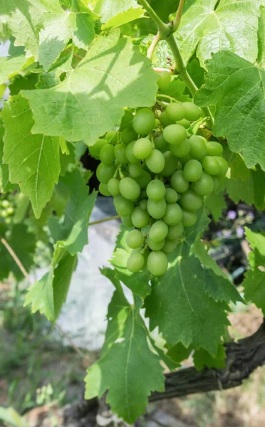 Незріла грона винограду в саду крупним планом — стокове фото