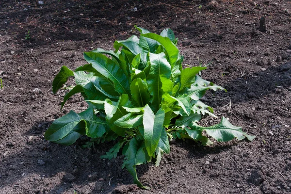 stock image bush of horseradish in the garden. Armoracia rusticana