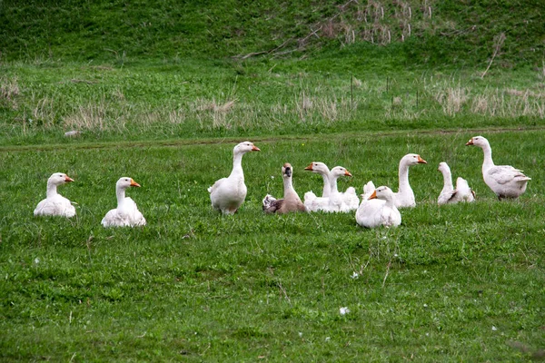 Manada de gansos pastando sobre hierba en campo de primavera — Foto de Stock