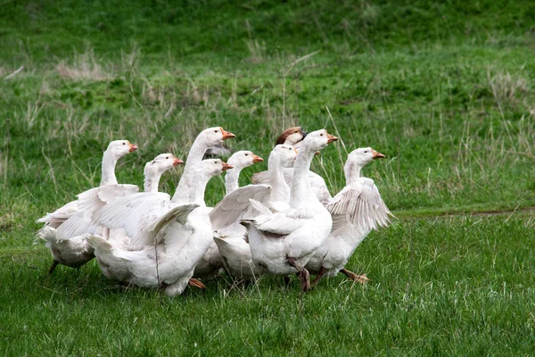 Manada de gansos pastando sobre hierba en campo de primavera — Foto de Stock