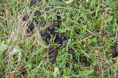Taze keçi dışkı yeşil çimenlerin üzerinde