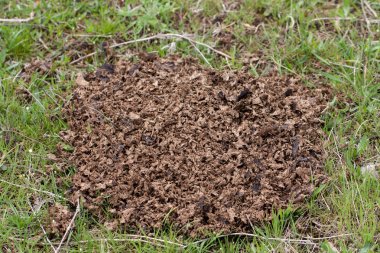 Yeşil çimenlerin üzerinde kurumuş inek boku