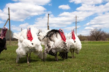 Türkiye erkek veya işkembe Köyü