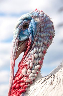 Türkiye erkek veya işkembe closeup bulutlu gökyüzü arka plan üzerinde