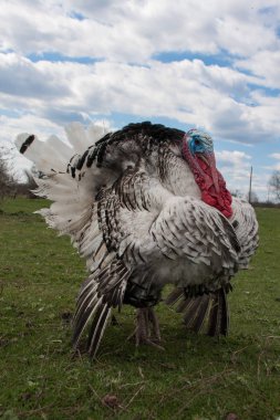 Türkiye erkek veya işkembe closeup mavi gökyüzü arka plan üzerinde