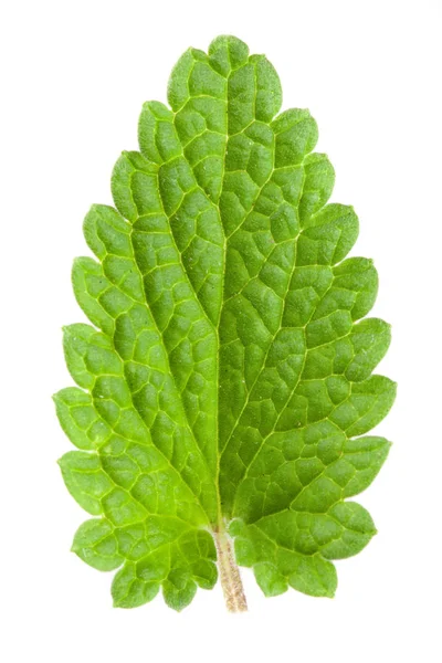 Zöld levél melissa vagy citromfű elszigetelt fehér background — Stock Fotó