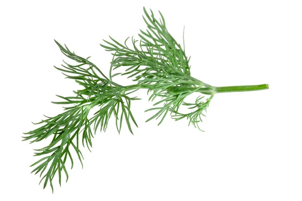Fresh green dill isolated on white background — Stock Photo, Image