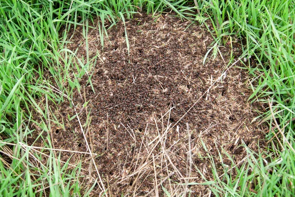 Anthill on the green grass close up — Stock Photo, Image
