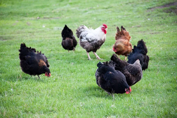 Rooster and chickens graze on green grass — Stock Photo, Image