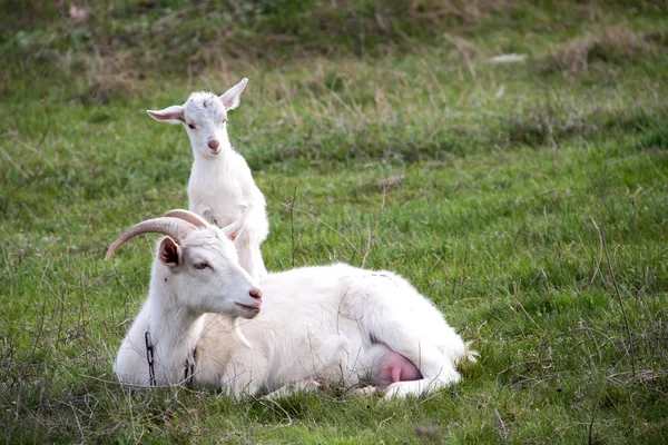 Koza s dítě leží na zelené trávě — Stock fotografie