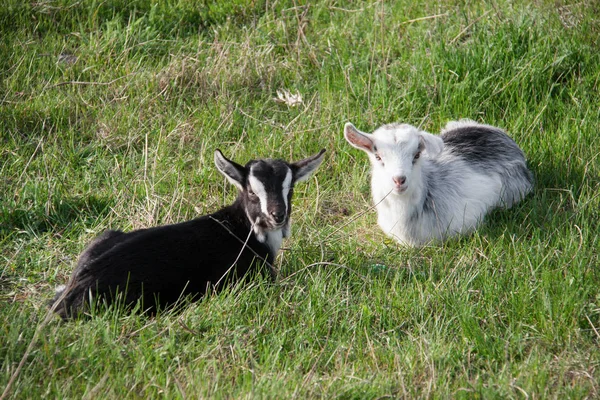İki küçük keçi yeşil çim üzerinde yalan — Stok fotoğraf
