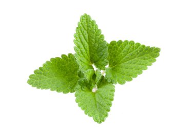Melissa yaprak veya beyaz arka plan üzerinde izole oğul otu