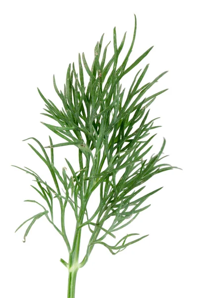 Fresh green dill isolated on white background — Stock Photo, Image