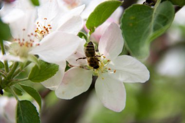 arka plan olarak elma çiçeği makroyu kapatın