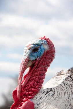 Türkiye erkek veya işkembe closeup bulutlu gökyüzü arka plan üzerinde