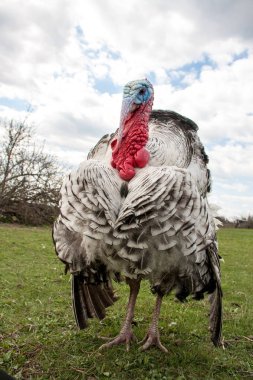 Türkiye erkek veya işkembe closeup mavi gökyüzü ile yeşil çimenlerin üzerinde