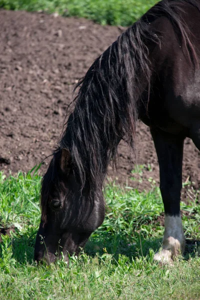 Caballo negro pastando en un prado en el pueblo —  Fotos de Stock