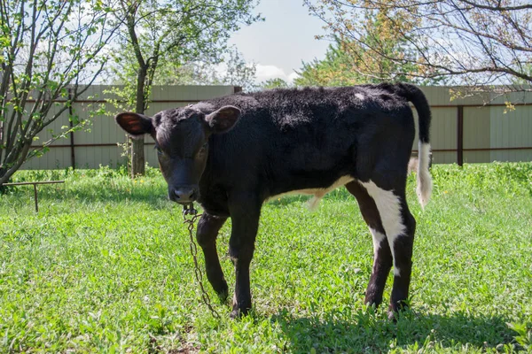 Köyde çimenlerin üzerinde otlatma genç siyah boğa — Stok fotoğraf